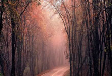 上海五星体育手机能免费直播吗?怎么看?